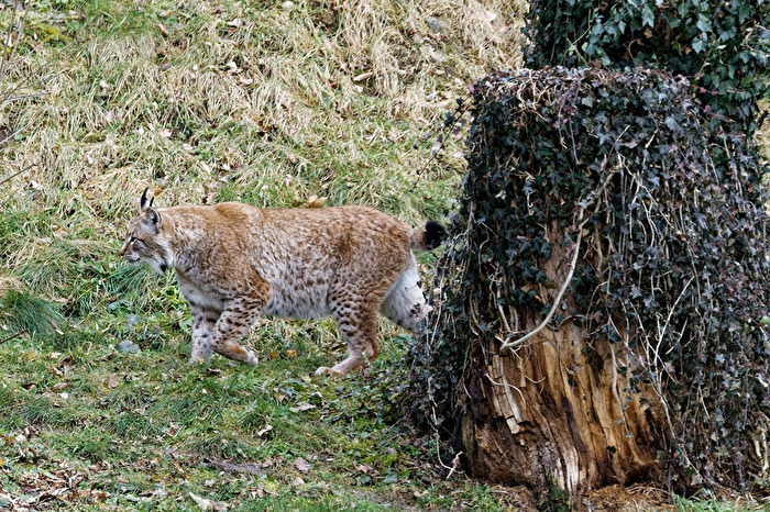 Luchs