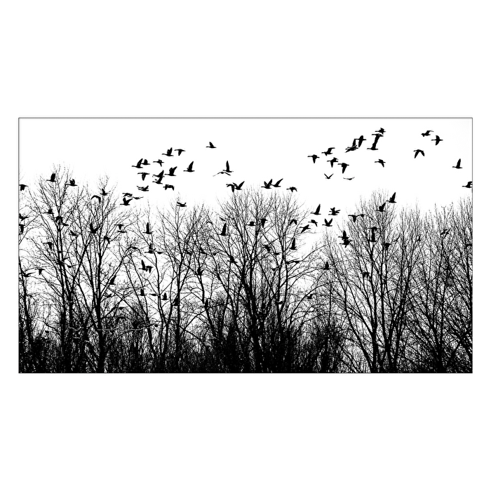 Zugvögel Wildgänse am Niederrhein