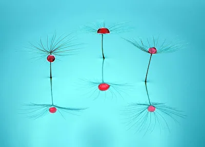 ***Drops in Red***