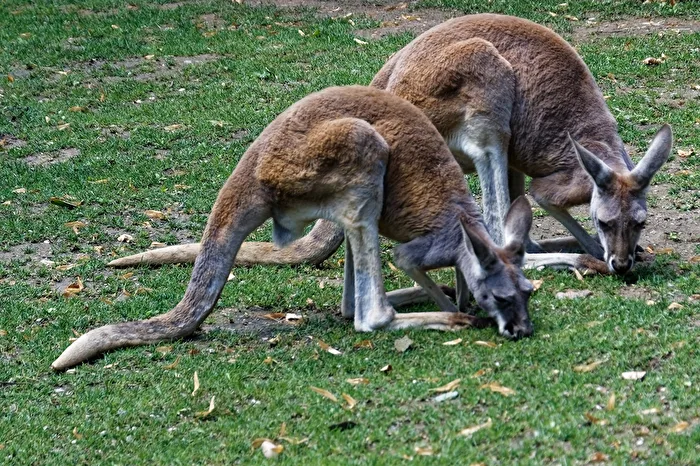 Känguru