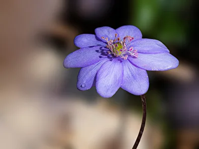 schon Frühling ?