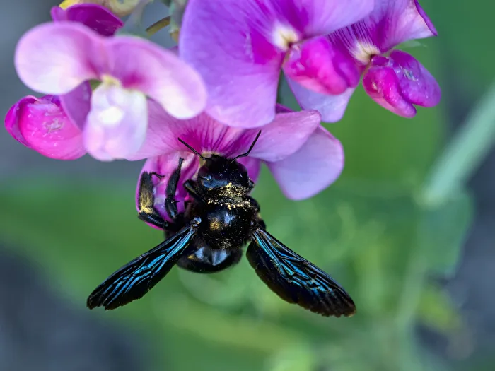 Xylocopa violacea