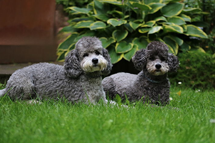 Unzertrennliche Freunde