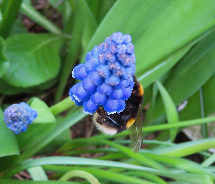 Die Hummel fliegt wieder