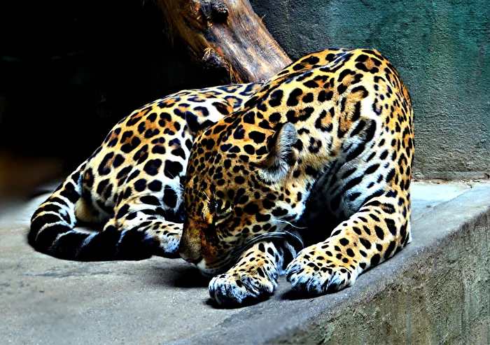 Sweet Dreams