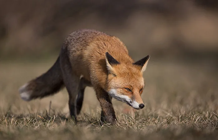 Fuchs auf der Lauer