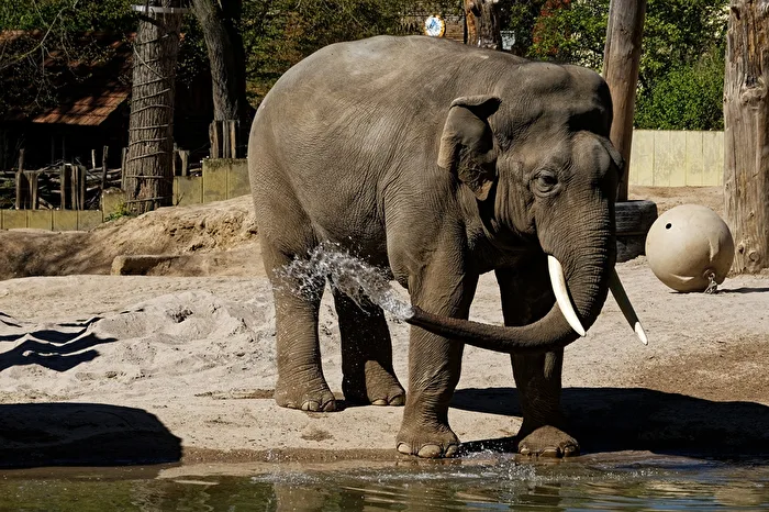 Elefant