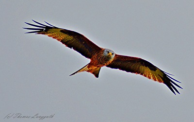 Rotmilan im Überflug