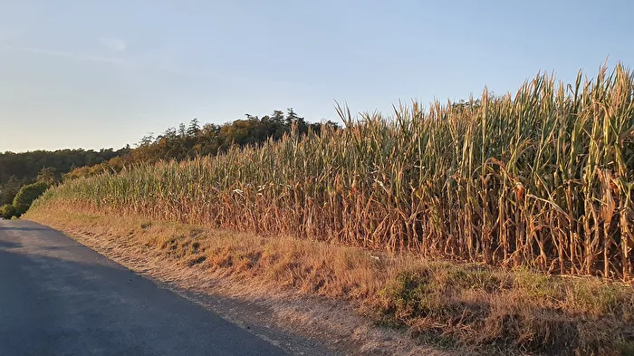 Maisfeld