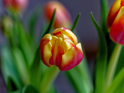 #Tulpen