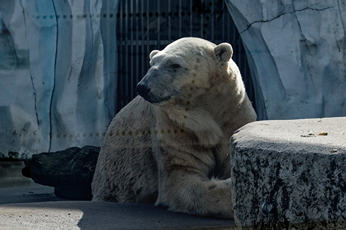 Eisbär
