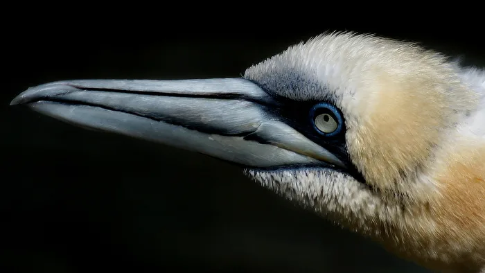blauäugig
