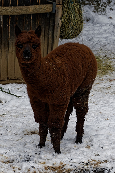 Alpaka