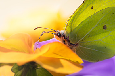 Dieser erwartungsvolle Blick