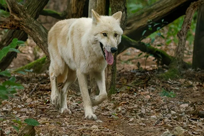 Polarwolf