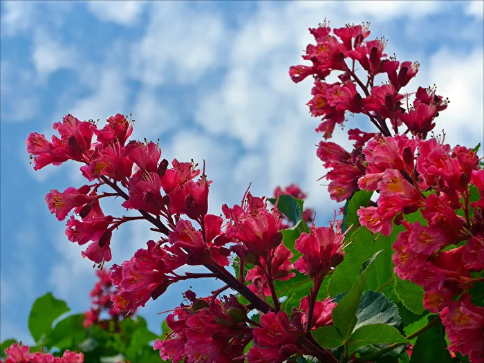 Fleurs de marronnier