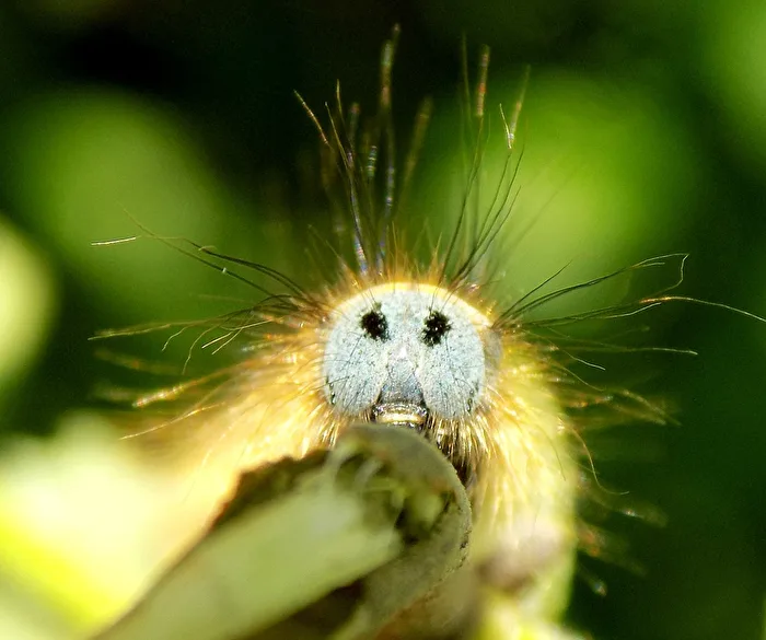 Caterpillar of the Oak Eggar Moth