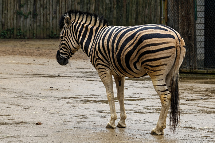 Zebra