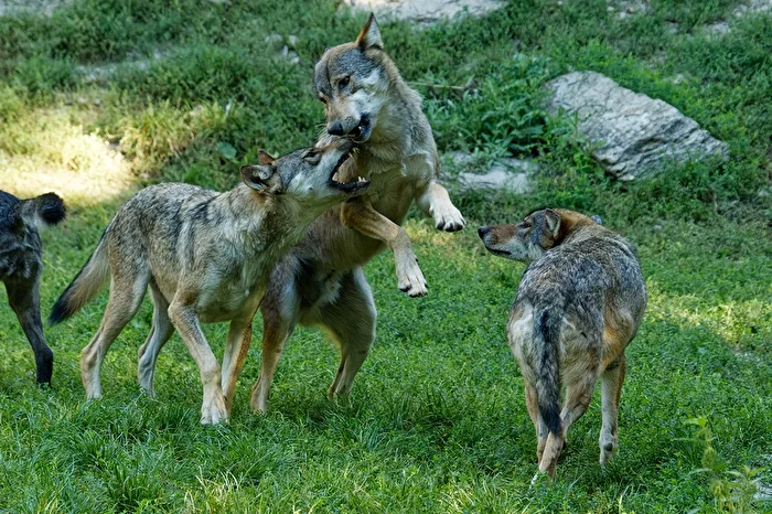 Timber Wolves
