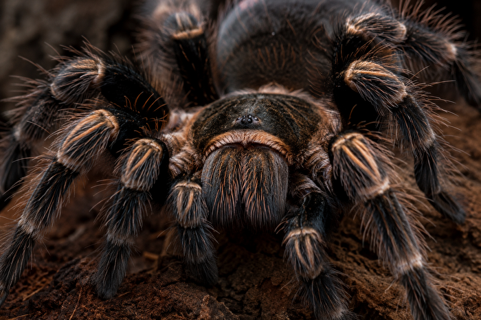 Vogelspinne