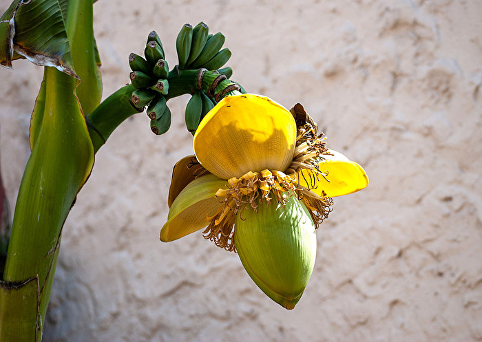 Alles Banane... oder was?