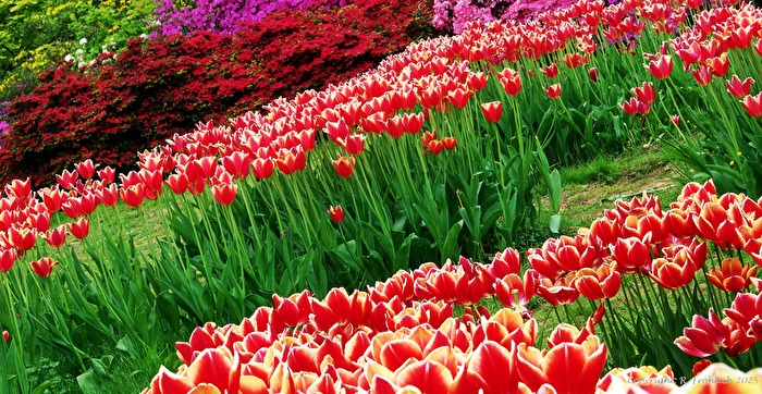 Invasion of Tulips