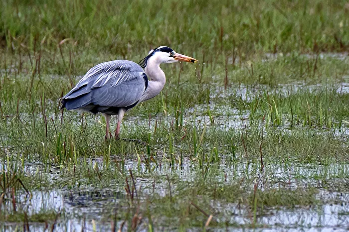 Grey Heron