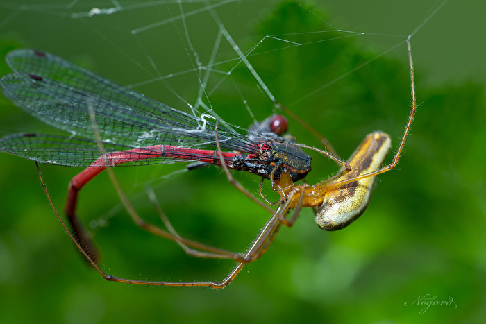 Wenn der Jäger zur Beute wird