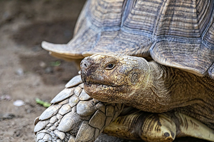 Schildkröte