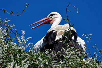 Storch