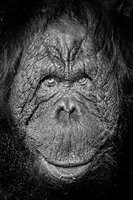 Ein weiser Blick?