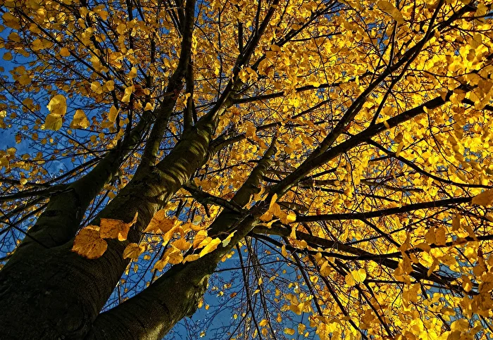 Herbstleuchten