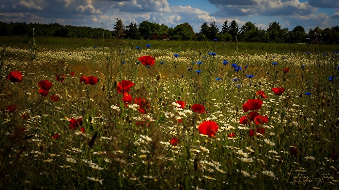 Sommerwiese im Abendlicht