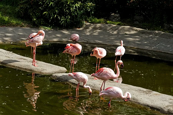 Flamingos