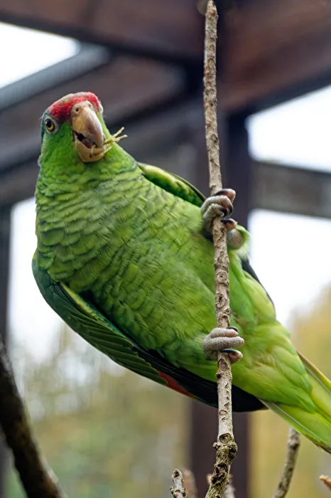 Amazzone dal guancia verde