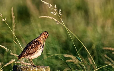 Bekassine (Gallinago gallinago)