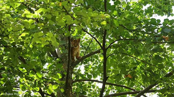 Lince giovane