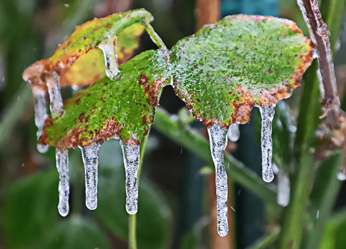 Frosty