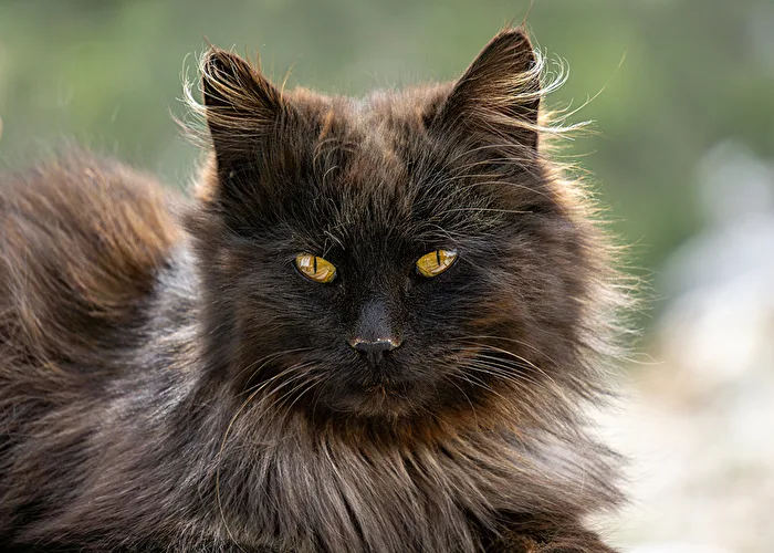 Katzenblick