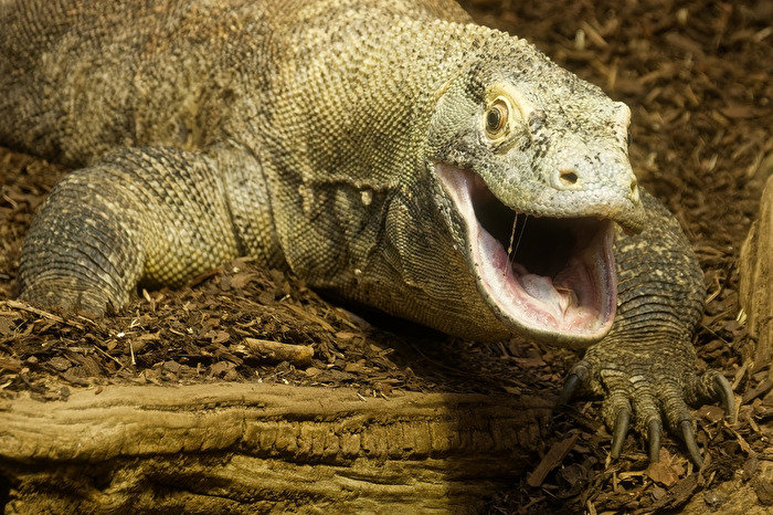Komodowaran