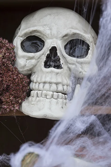 Grusel - Totenkopf mit (künstlichen) Spinnweben zu Halloween.