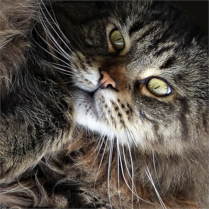 Mein Freund "Charly°