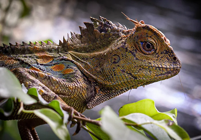 Chameleon - Angle-headed Agama