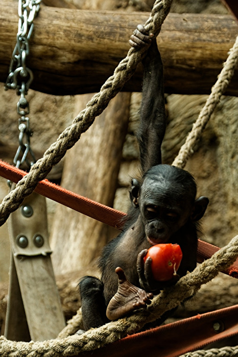 junger Bonobo