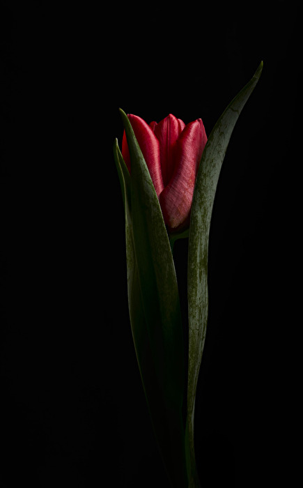 Tulpen-Fineart 03