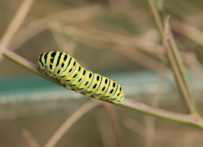 Swallowtail caterpillar!