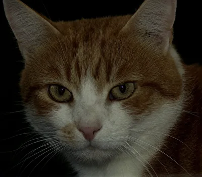 Robert