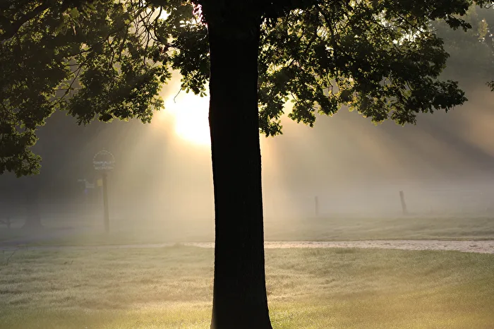 Play of light of the sun behind the tree