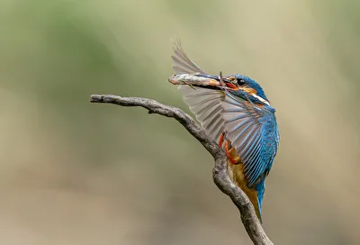 Anflug mit Fish