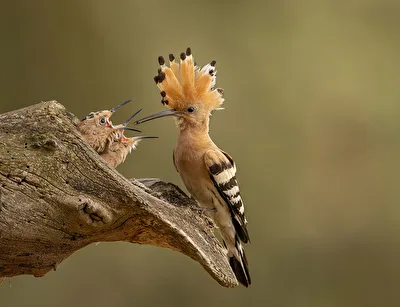 Dinner for Two